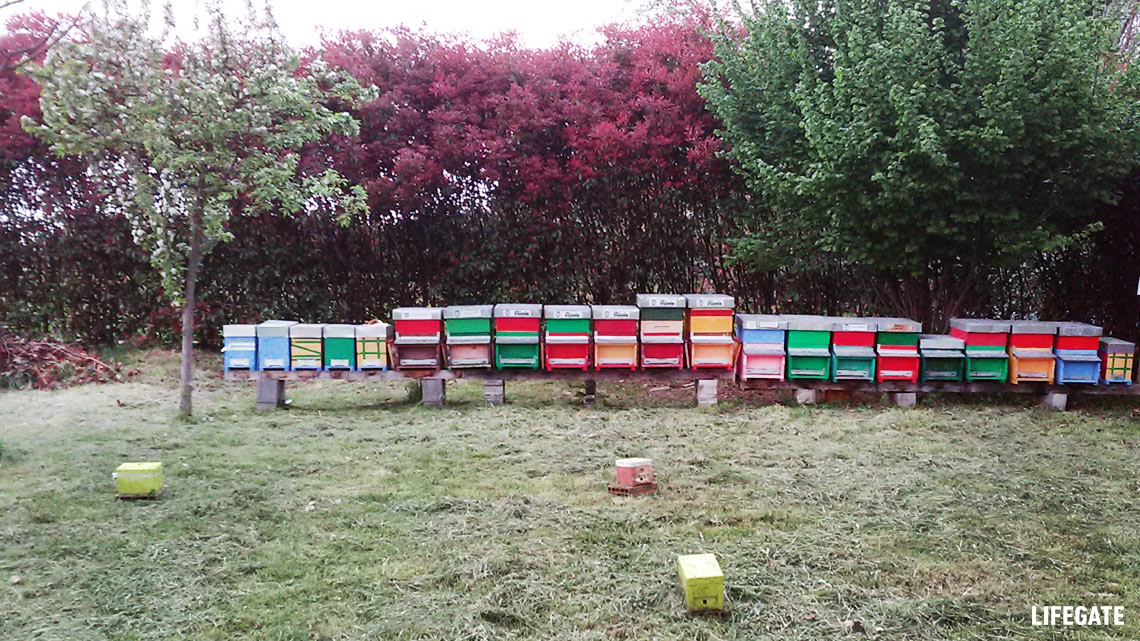 JAGGAER adotta le api di “Bee my Future” e festeggia la Giornata Mondiale dell’Ambiente